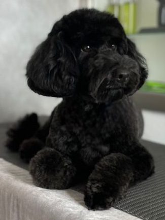 Service: Scheren und Schneiden Perfekt gestylter, schwarzer Cockapoo-Hund liegt entspannt auf einem Tisch.