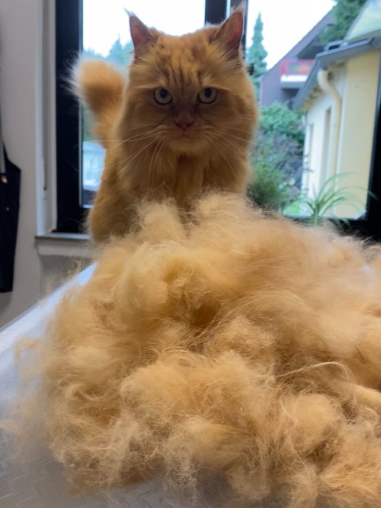 Service für Lang- und Kurzhaar Katzen Nahaufnahme eines grauen Katers mit auffälligen grünen Augen.