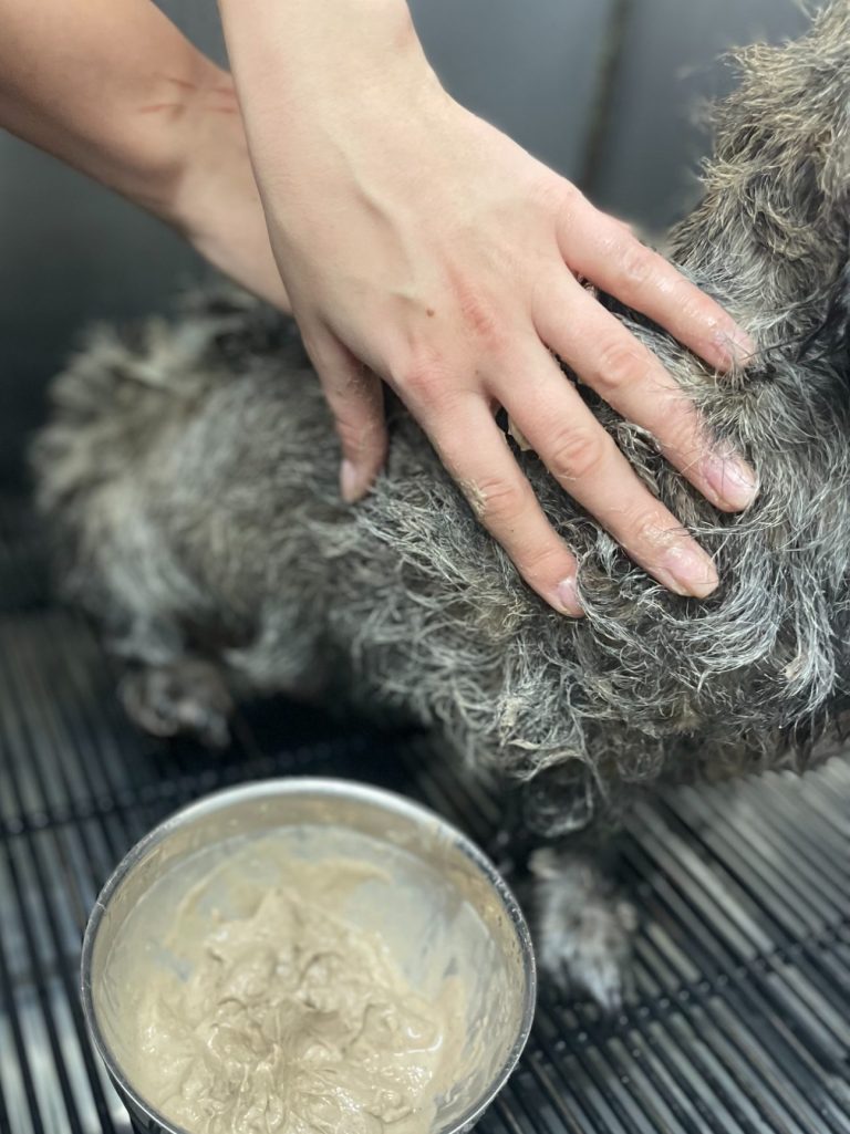 Service: Thalassomassage mit mineralstoffreichem Meeresschlamm Hände, die sanft den Thalassoschlamm in das Fell eines Dackels einmassieren.