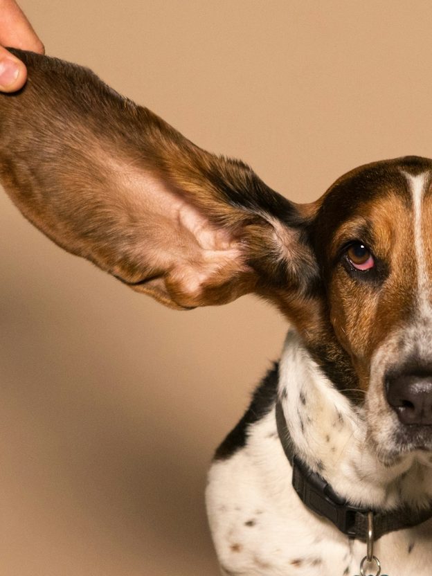 Service: Ohrenpflege Eine Hand hält das sehr große Ohr eines Hundes der Rasse Basset hoch.