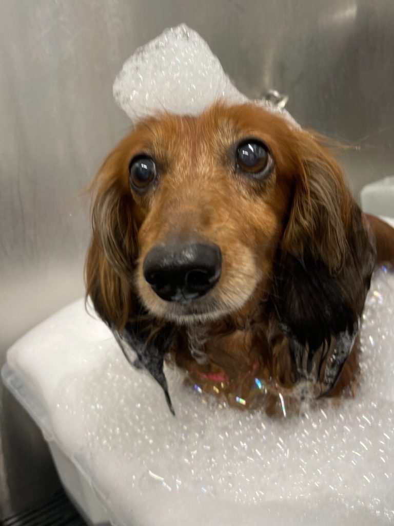Service: Baden und Föhnen Süßer Dackel im Waschbecken, umgeben von Schaum und Blasen.