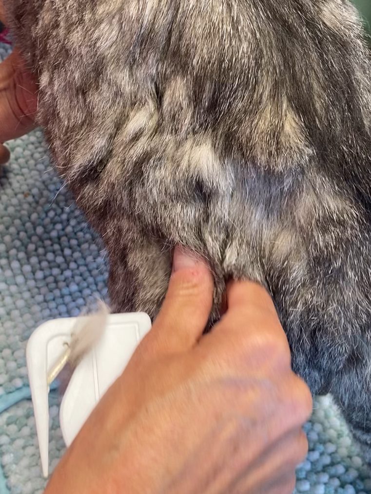 Service für Lang- und Kurzhaar Katzen Nahaufnahme eines grauen Katers mit auffälligen grünen Augen.