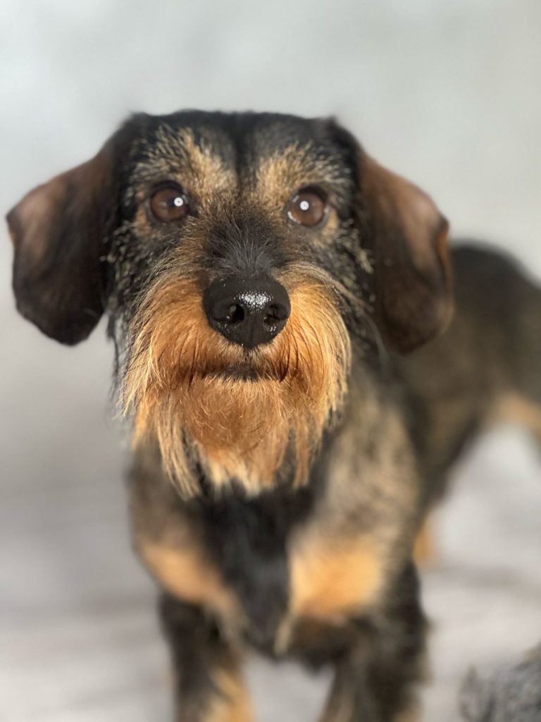 Service: Trimmen Ein hübscher, professionell getrimmter Rauhaardackel