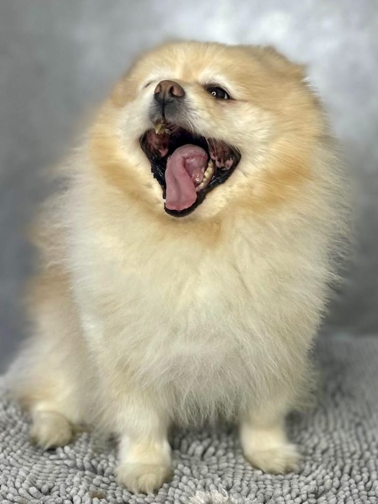 Service: Carding bzw. Entfernung der Unterwolle Ein sehr gut gepflegter Pomeranian mit vollem Fell nach dem Carding Programm.