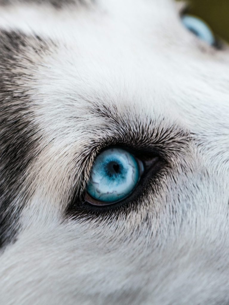 Service: Augenpflege Nahaufnahme eines Hundes der Rasse Husky mit leuchtend blauem Augen und weiß-grauem Fell.